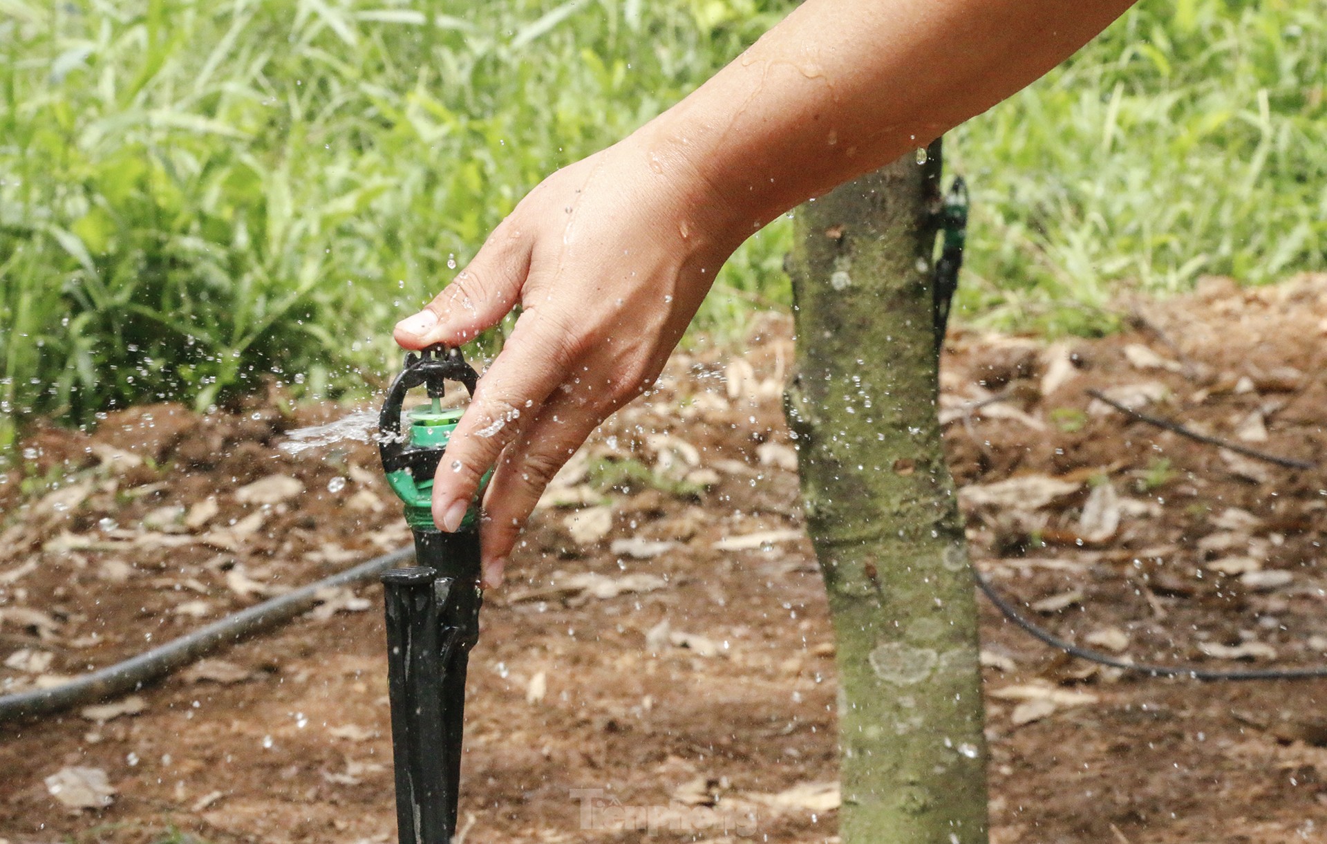 Nông dân 'hái ra tiền' nhờ giá sầu riêng phi mã - Ảnh 14