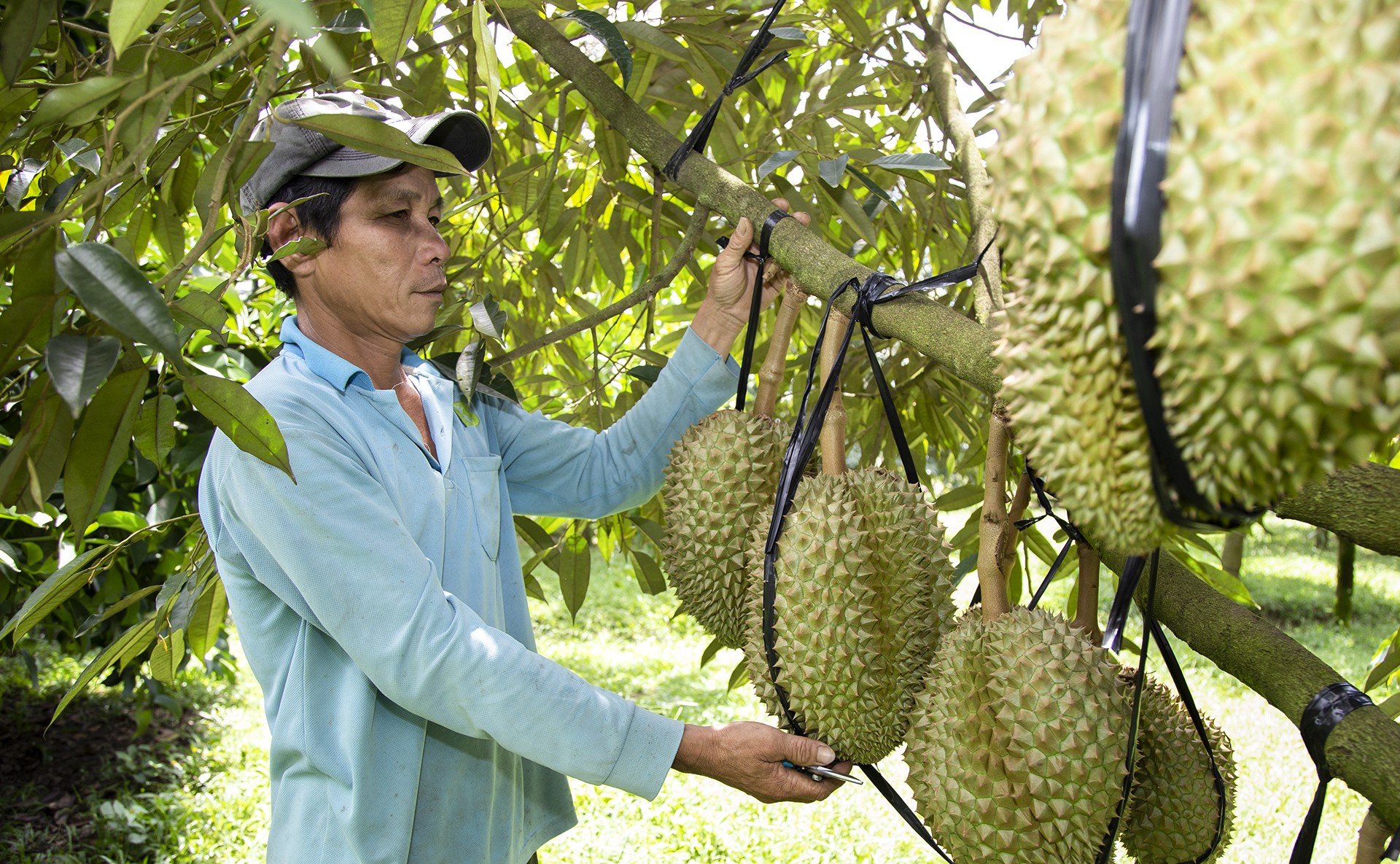 Nông dân 'hái ra tiền' nhờ giá sầu riêng phi mã - Ảnh 3