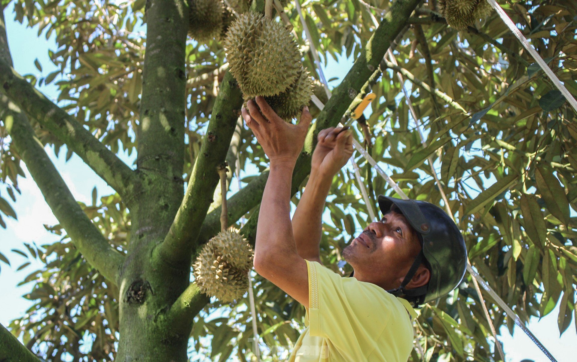 Nông dân 'hái ra tiền' nhờ giá sầu riêng phi mã - Ảnh 12