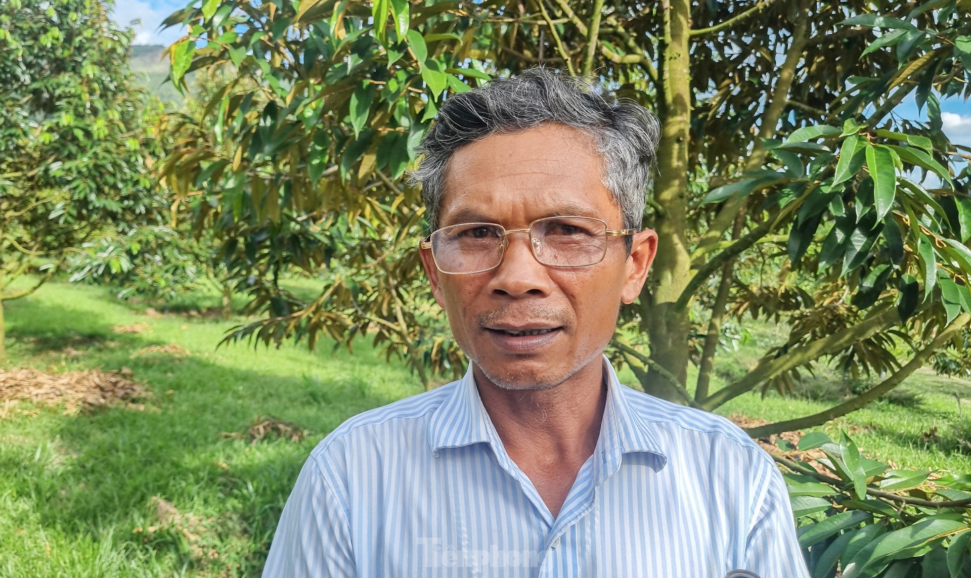 Nông dân 'hái ra tiền' nhờ giá sầu riêng phi mã - Ảnh 7