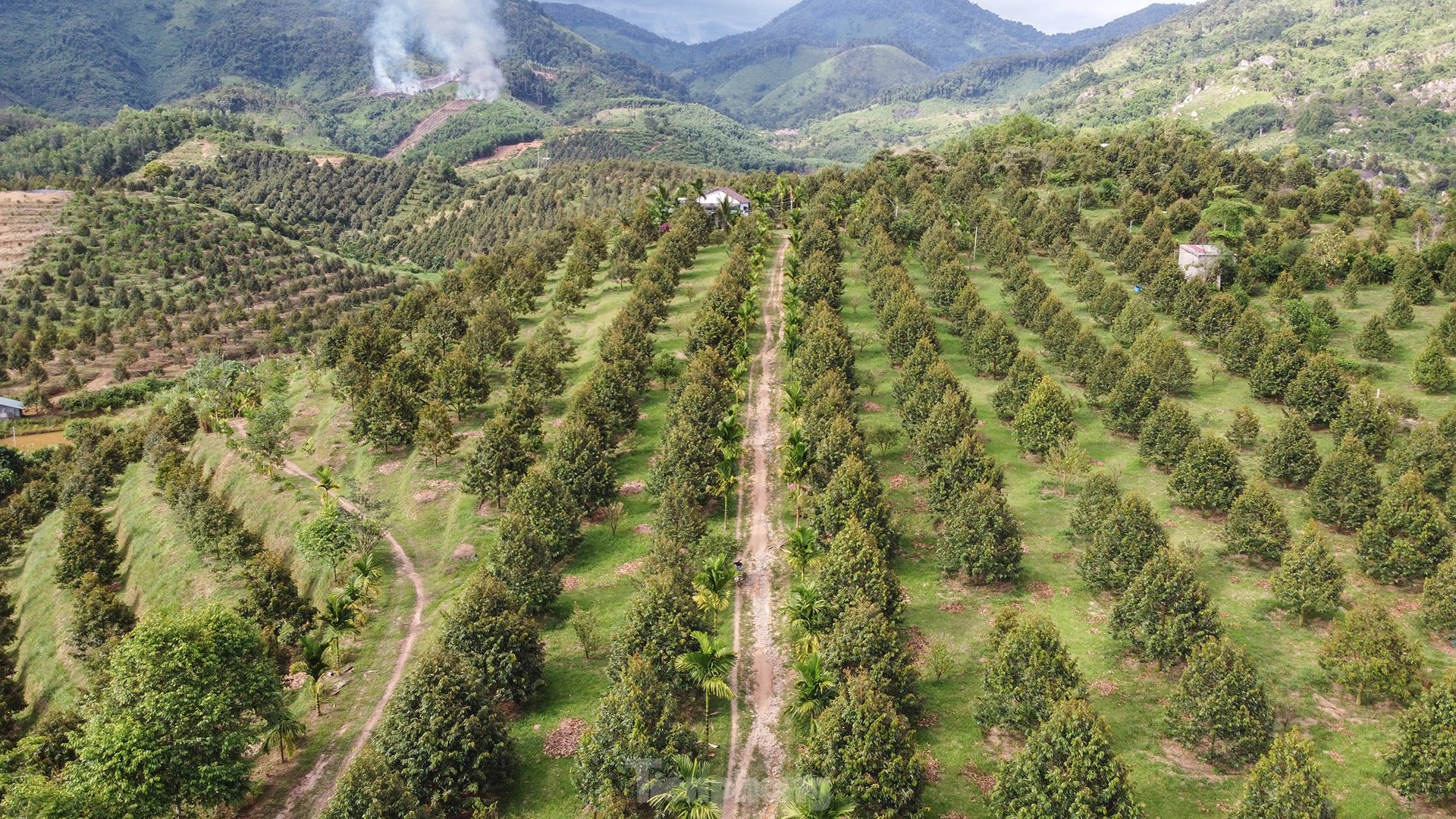 Nông dân 'hái ra tiền' nhờ giá sầu riêng phi mã - Ảnh 6