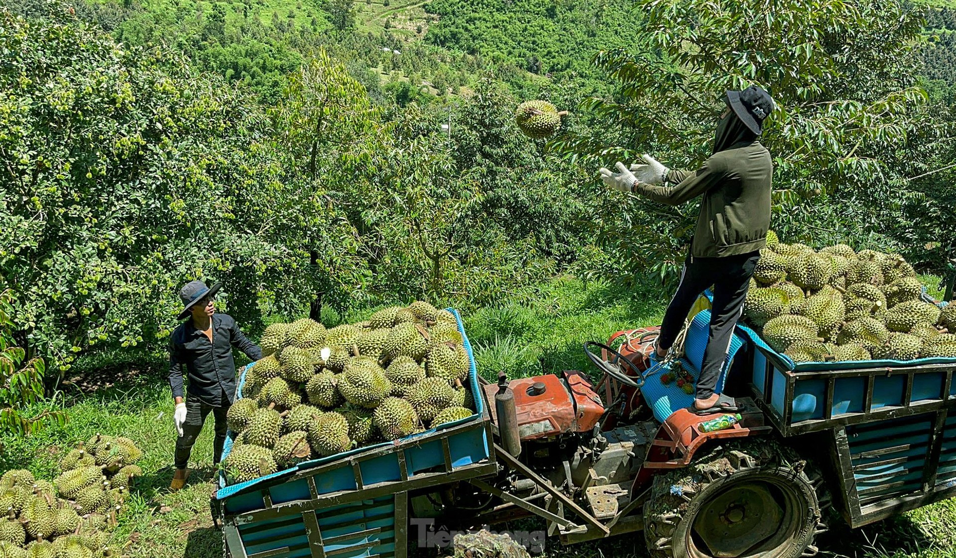 Nông dân 'hái ra tiền' nhờ giá sầu riêng phi mã - Ảnh 11