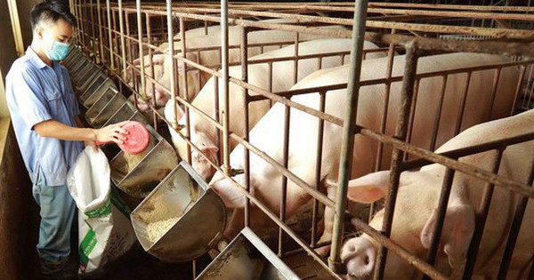 Giá lợn hơi giảm mạnh