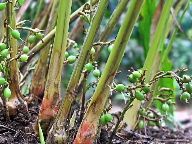 Độc lạ loại gia vị đắt top 3 thế giới, ít nhất 2 năm mới đậu quả, Việt Nam có rất nhiều - Ảnh 1