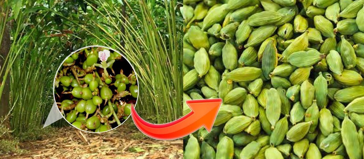 Độc lạ loại gia vị đắt top 3 thế giới, ít nhất 2 năm mới đậu quả, Việt Nam có rất nhiều - Ảnh 2