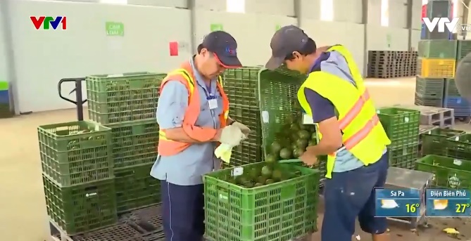 Cam sành đạt chuẩn nhưng giá chỉ… 2.000 đồng/kg - Ảnh 2