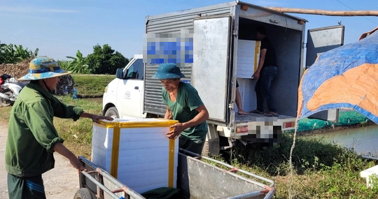 Nuôi rươi bán nửa chỉ vàng/kg, nông dân thu chục triệu đồng/ngày - Ảnh 6