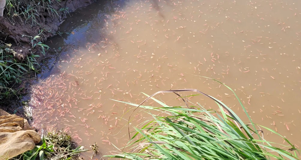 Nuôi rươi bán nửa chỉ vàng/kg, nông dân thu chục triệu đồng/ngày - Ảnh 2