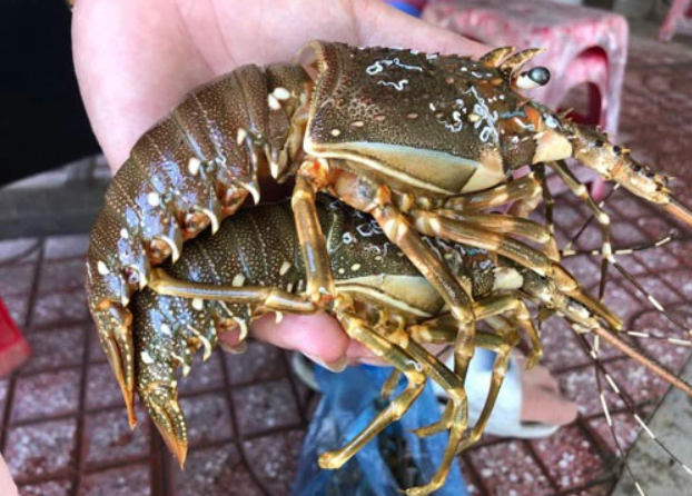 Khó xuất khẩu sang Trung Quốc, hàng trăm tấn tôm hùm bông ứ đọng - Ảnh 1