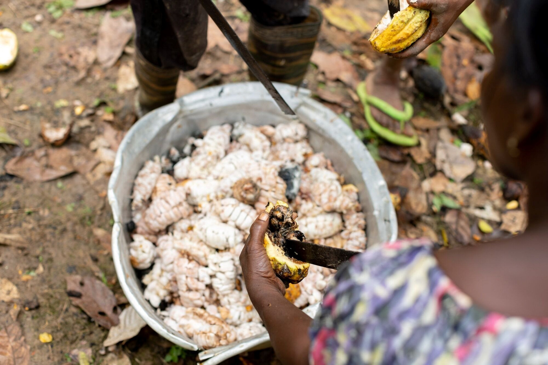 Đây là lý do giá chocolate tăng phi mã trên toàn cầu - Ảnh 2