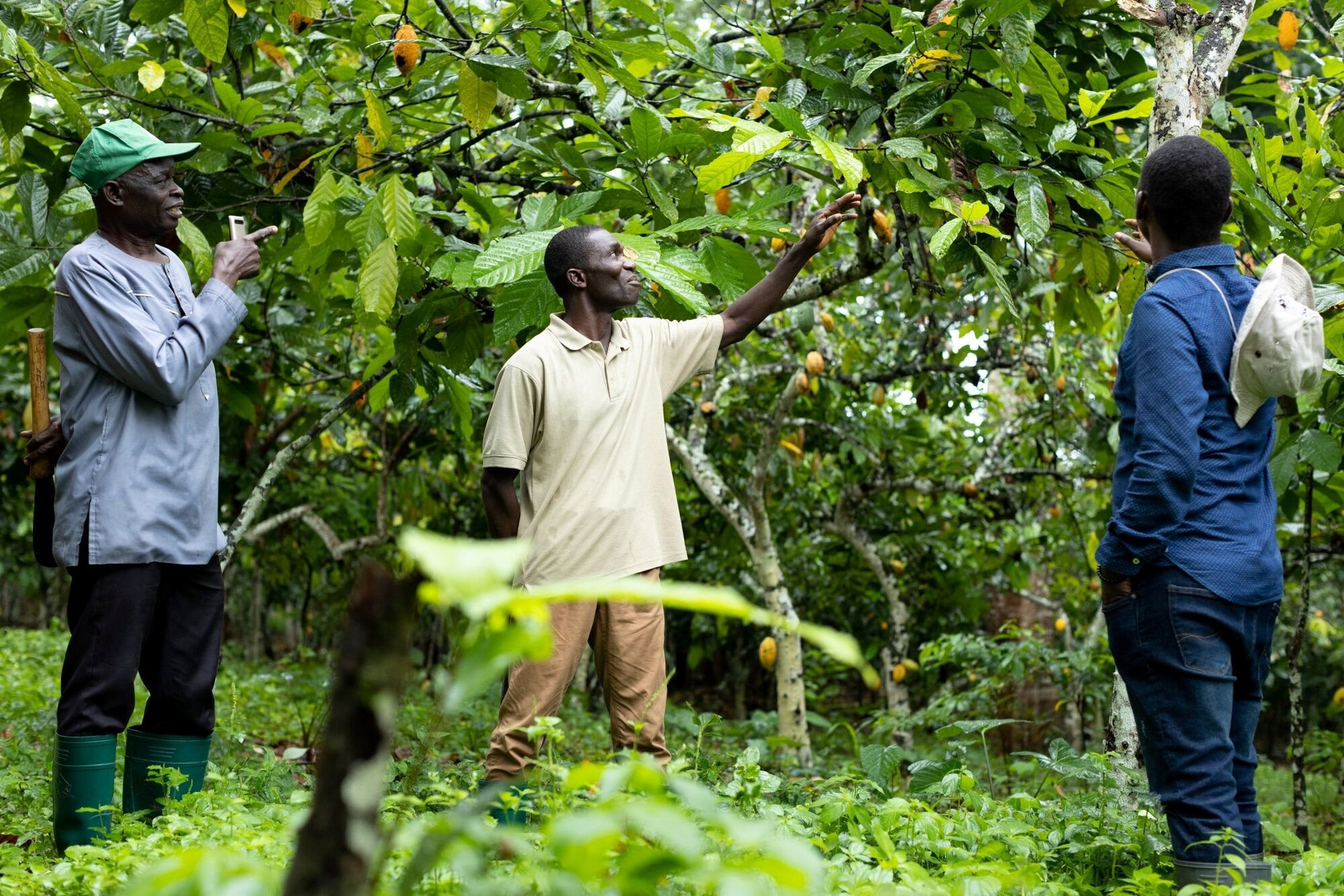 Đây là lý do giá chocolate tăng phi mã trên toàn cầu - Ảnh 4