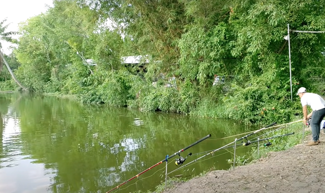 Phát hiện cá lạ nặng tới 40kg bơi trên rạch ở Bình Dương - Ảnh 1