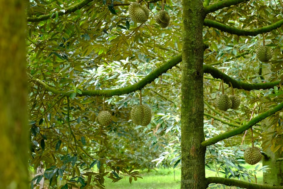 Nhờ 1 lợi thế 'ăn đứt' Thái Lan, sầu riêng Việt Nam được nhiều nước tăng thu mua - xuất khẩu vượt 2 tỷ USD - Ảnh 1