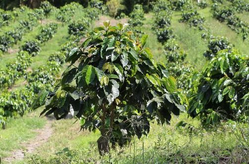 Một mặt hàng của Việt Nam bất ngờ lên cơn sốt giá trên toàn cầu do khan hiếm: Indonesia tăng nhập khẩu 158%, sản lượng đứng thứ 6 trên thế giới - Ảnh 1