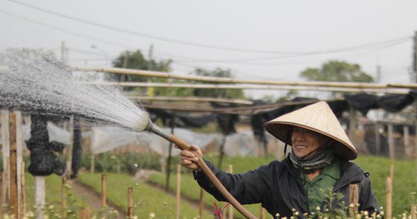 Người dân làng hoa Tây Tựu 'đánh cược' vụ Tết vì giá lạnh