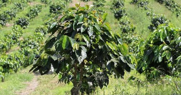 Một mặt hàng của Việt Nam bất ngờ lên cơn sốt giá trên toàn cầu do khan hiếm: Indonesia tăng nhập khẩu 158%, sản lượng đứng thứ 6 trên thế giới