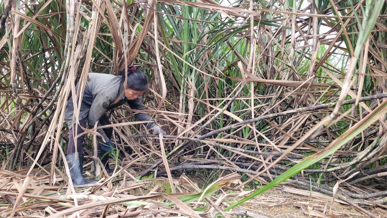 “Thủ phủ” mật mía Hà Tĩnh tất bật vào mùa sản xuất cho dịp tết Nguyên đán - Ảnh 3
