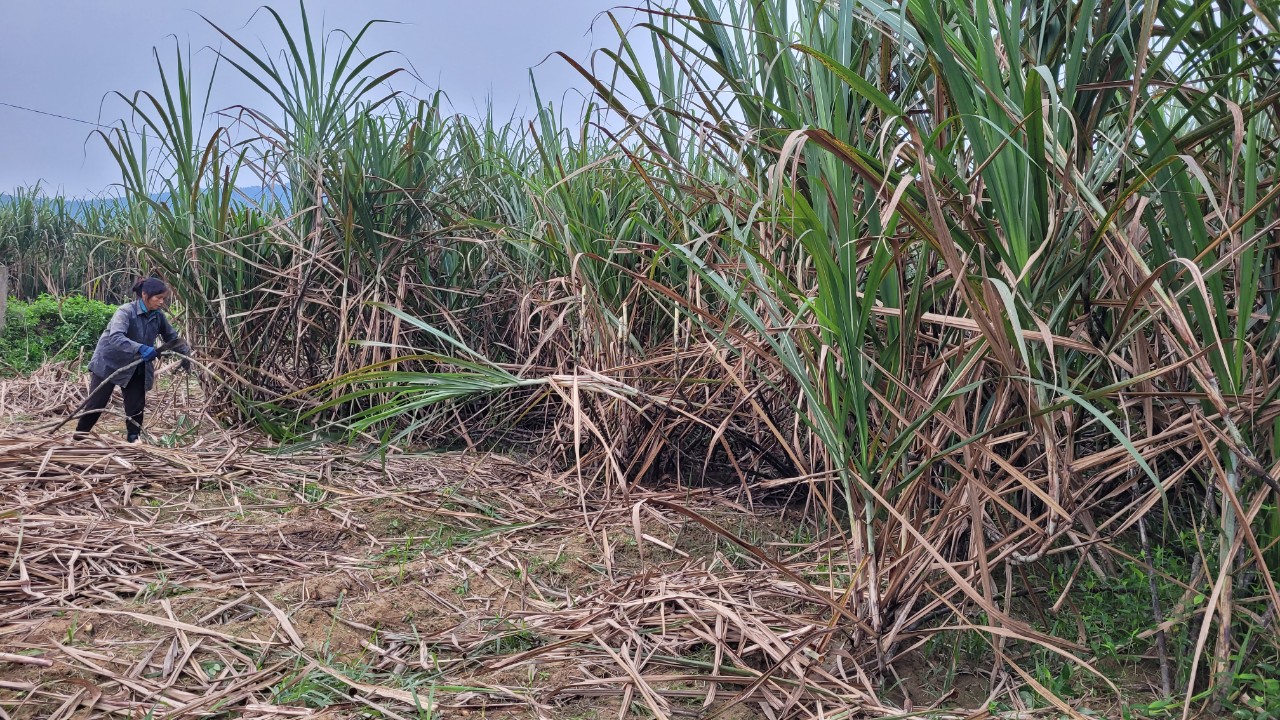 “Thủ phủ” mật mía Hà Tĩnh tất bật vào mùa sản xuất cho dịp tết Nguyên đán - Ảnh 4