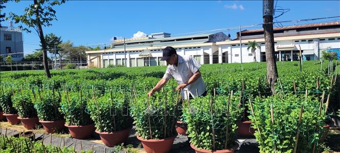 Người trồng hoa Tết lo lắng sức tiêu thụ - Ảnh 2