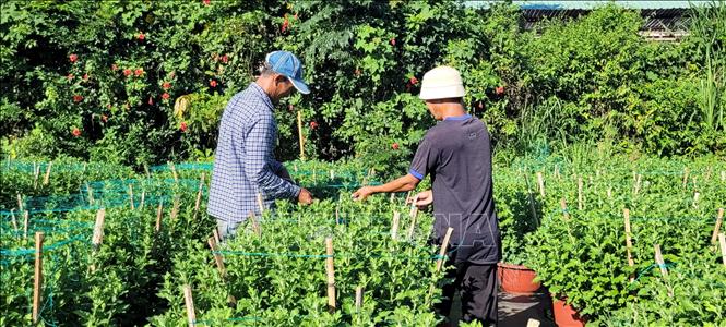 Người trồng hoa Tết lo lắng sức tiêu thụ - Ảnh 1