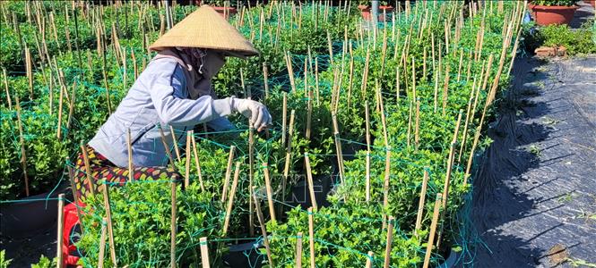 Người trồng hoa Tết lo lắng sức tiêu thụ - Ảnh 3