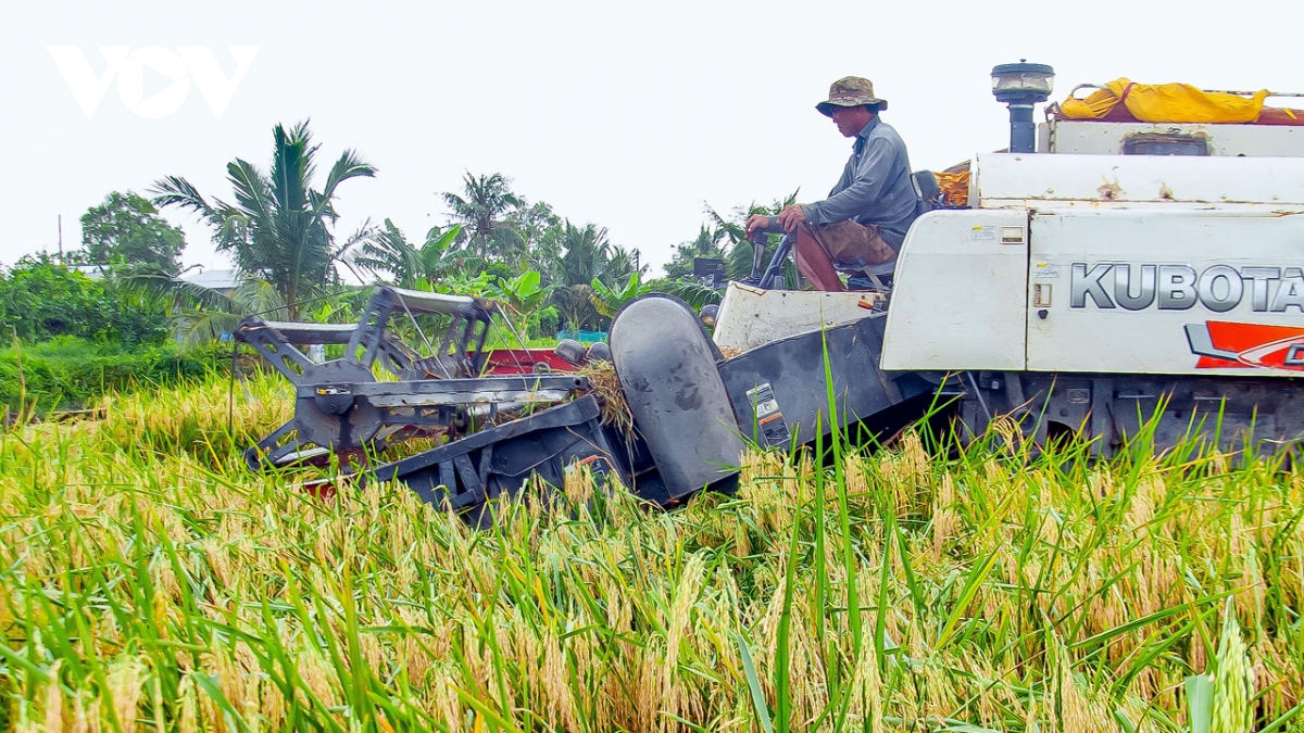 Người dân dân Cà Mau trúng mùa được giá lúa trên đất nuôi tôm - Ảnh 1