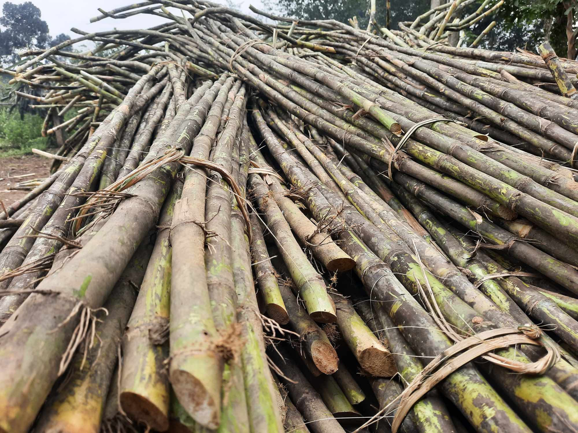 “Thủ phủ” mật mía Hà Tĩnh tất bật vào mùa sản xuất cho dịp tết Nguyên đán - Ảnh 13