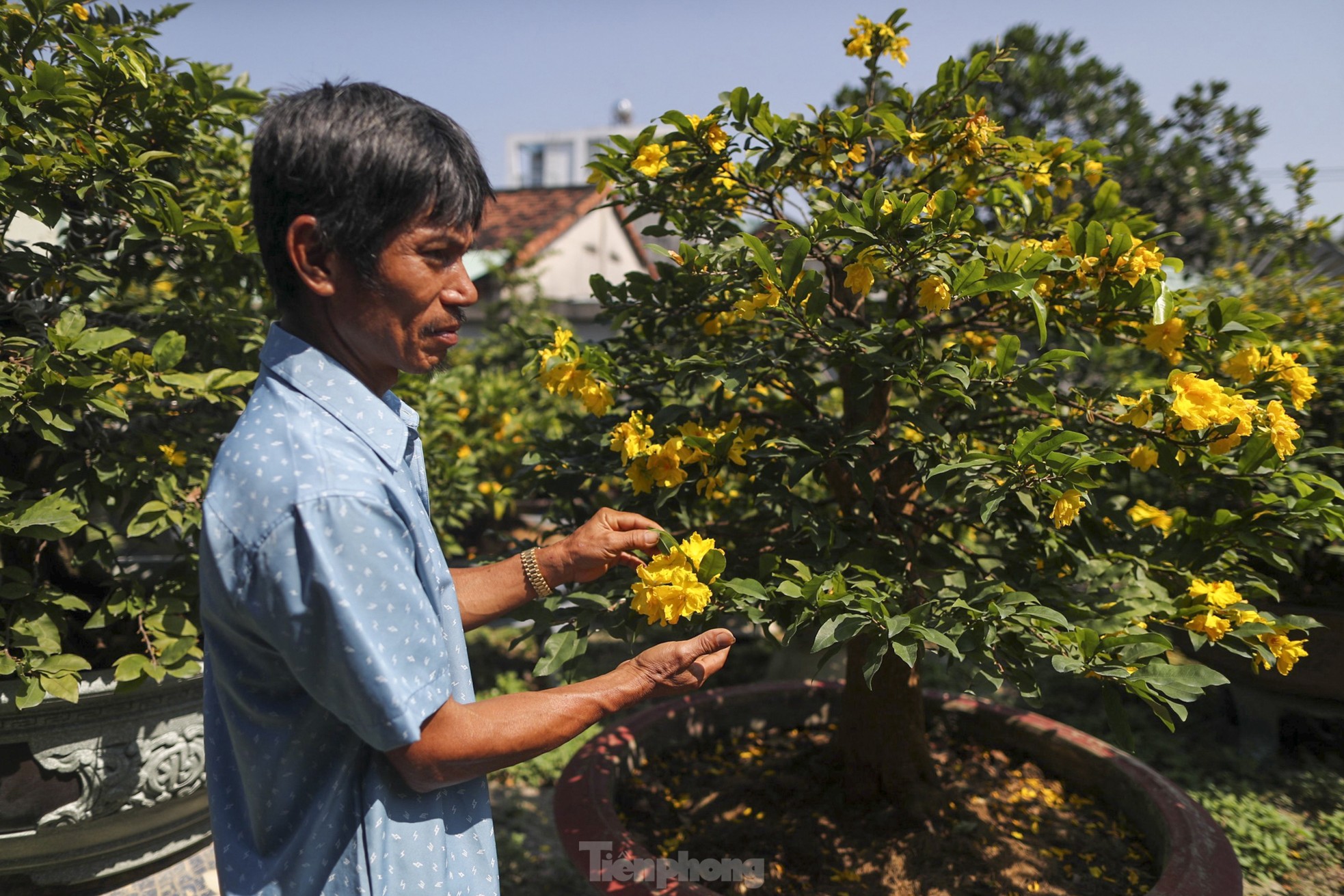 Mai vàng bung nụ sớm, nhiều nhà vườn ở TPHCM lo mất Tết - Ảnh 2