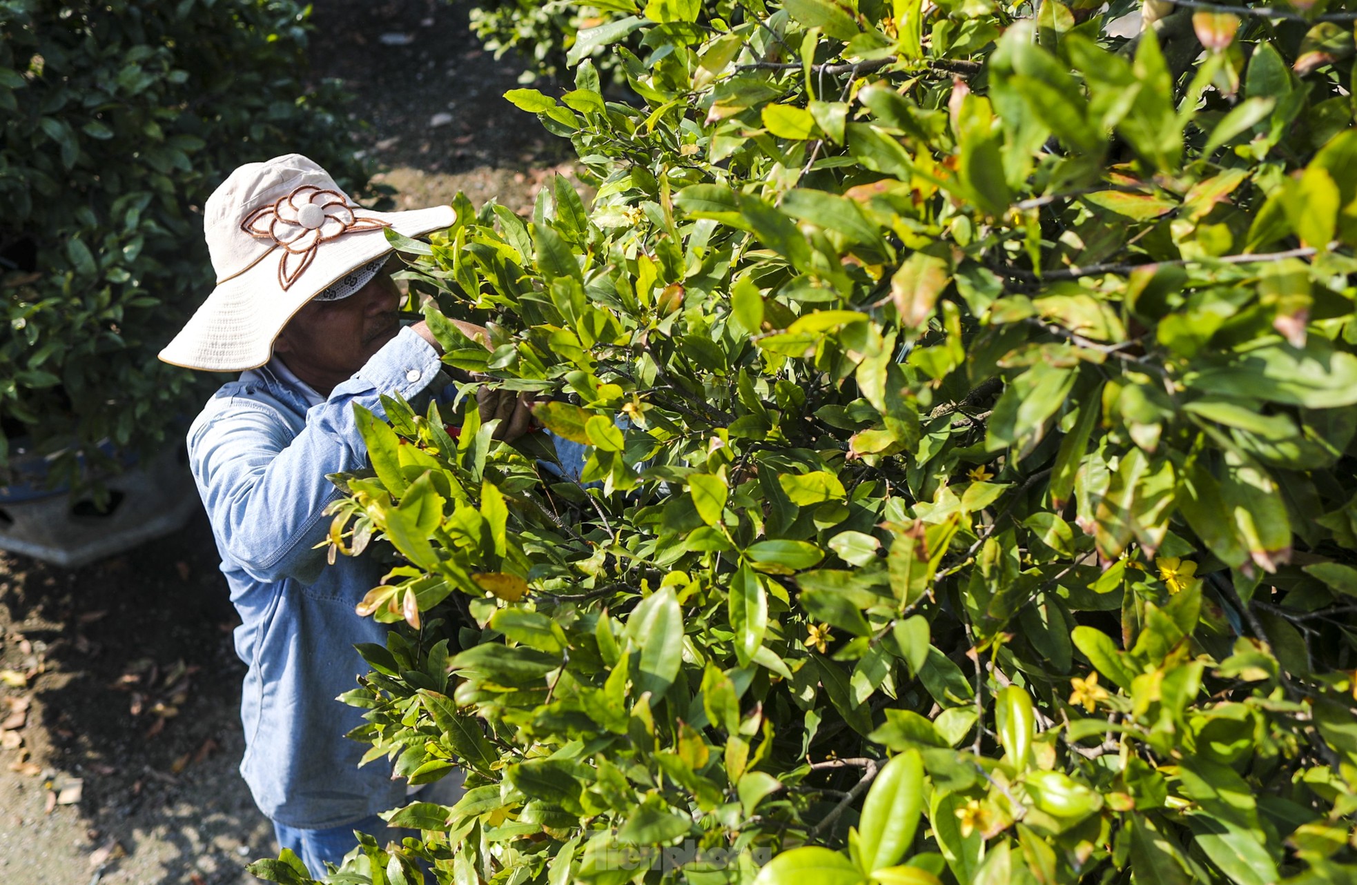 Mai vàng bung nụ sớm, nhiều nhà vườn ở TPHCM lo mất Tết - Ảnh 9