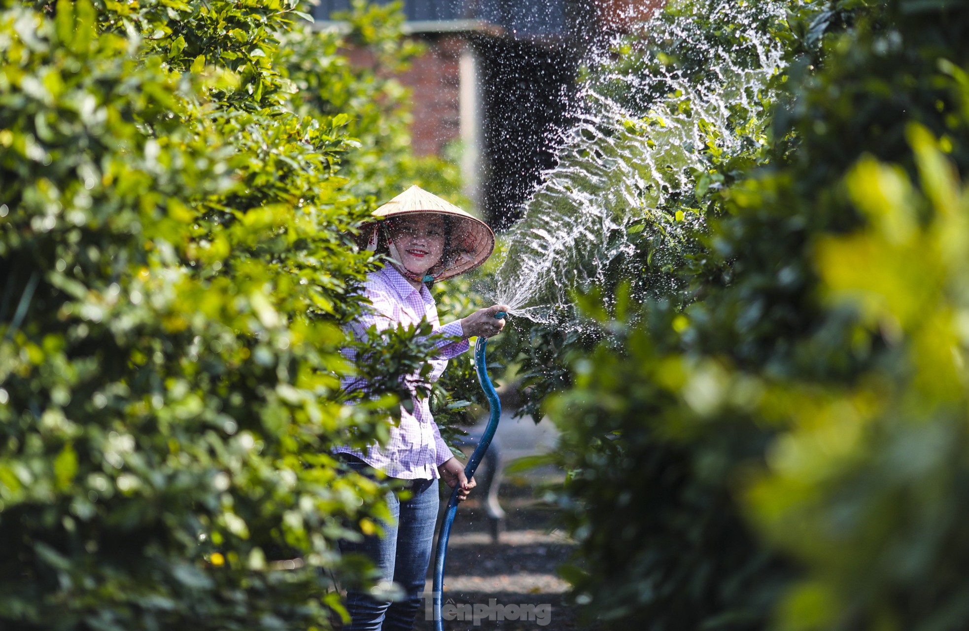 Mai vàng bung nụ sớm, nhiều nhà vườn ở TPHCM lo mất Tết - Ảnh 8