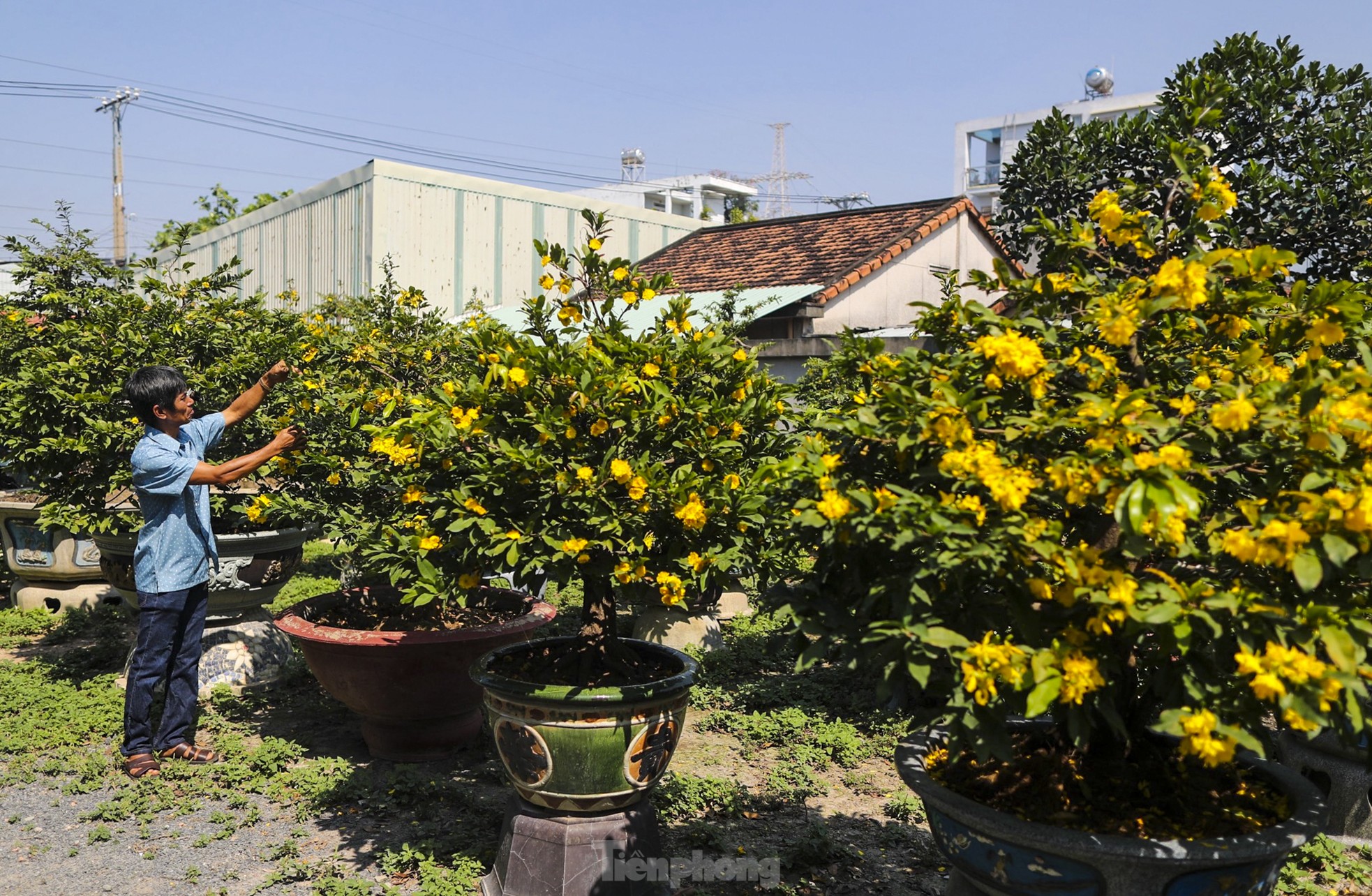 Mai vàng bung nụ sớm, nhiều nhà vườn ở TPHCM lo mất Tết - Ảnh 4