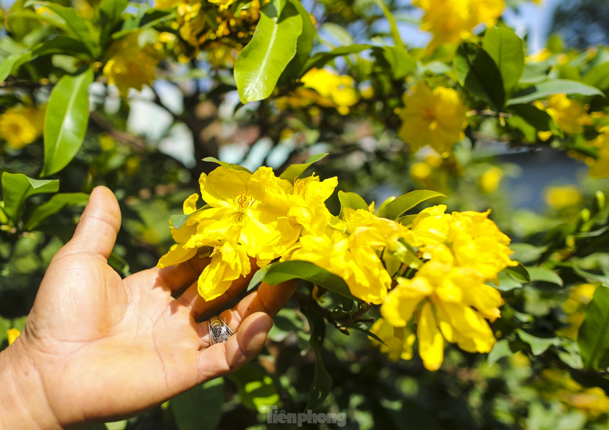 Mai vàng bung nụ sớm, nhiều nhà vườn ở TPHCM lo mất Tết - Ảnh 3