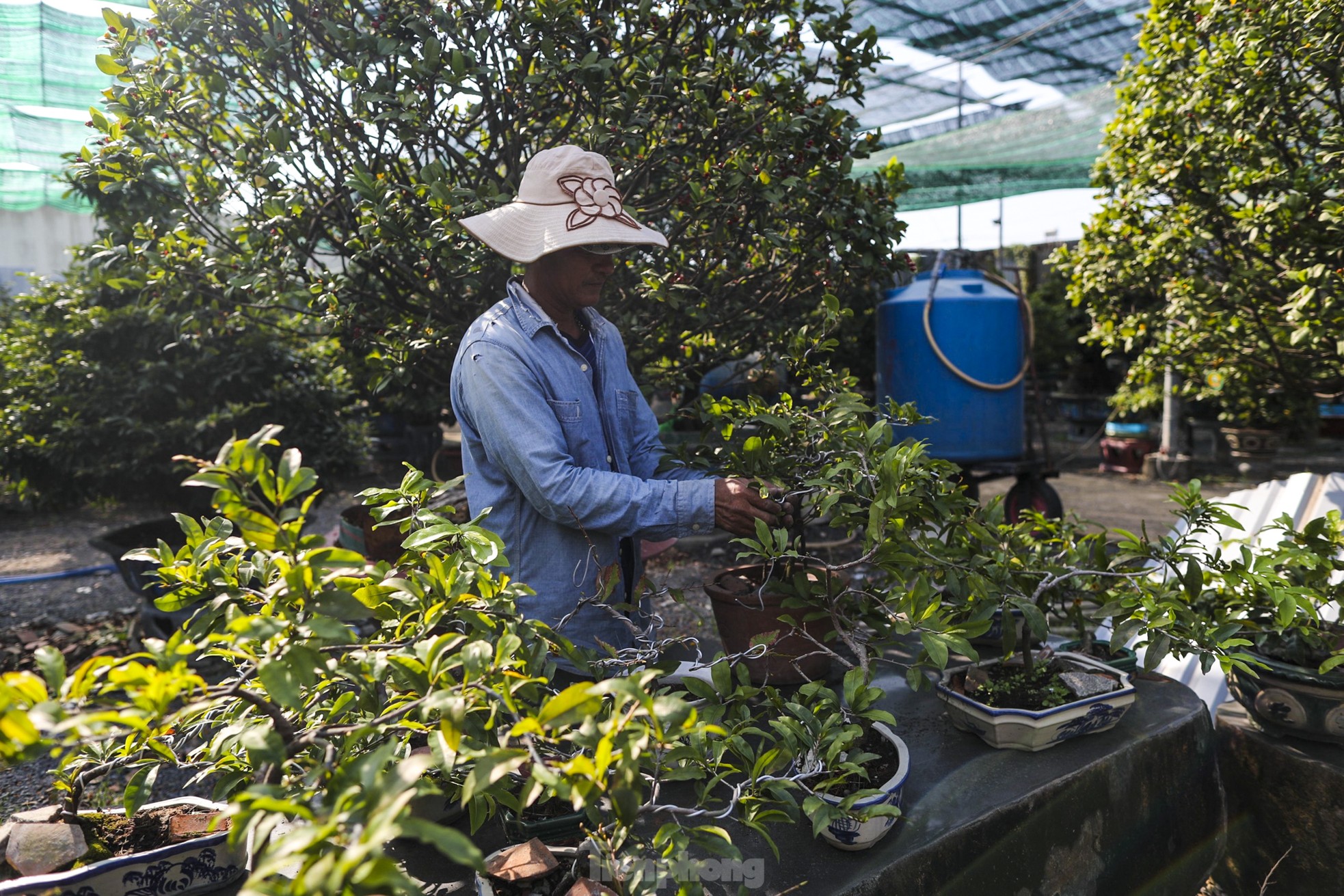 Mai vàng bung nụ sớm, nhiều nhà vườn ở TPHCM lo mất Tết - Ảnh 10