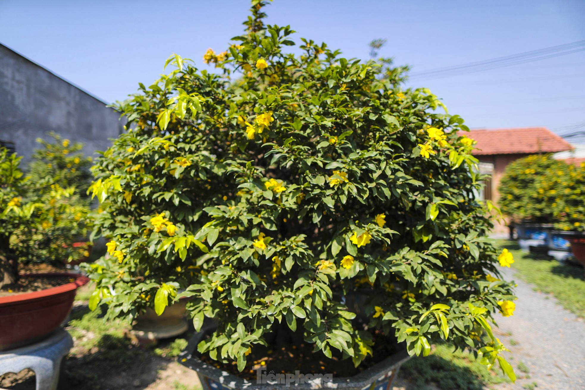 Mai vàng bung nụ sớm, nhiều nhà vườn ở TPHCM lo mất Tết - Ảnh 7
