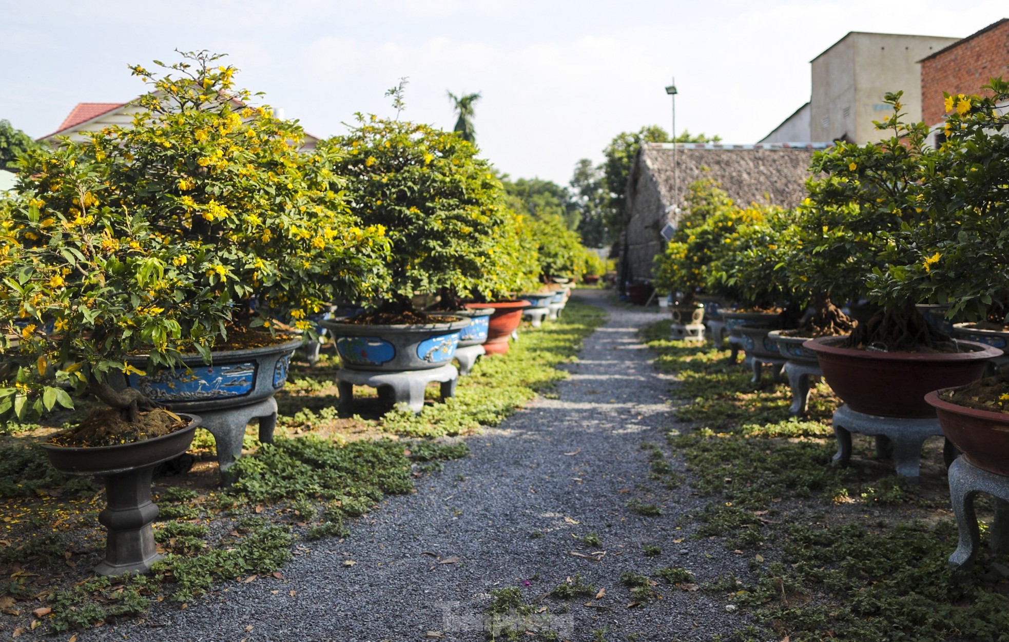 Mai vàng bung nụ sớm, nhiều nhà vườn ở TPHCM lo mất Tết - Ảnh 12