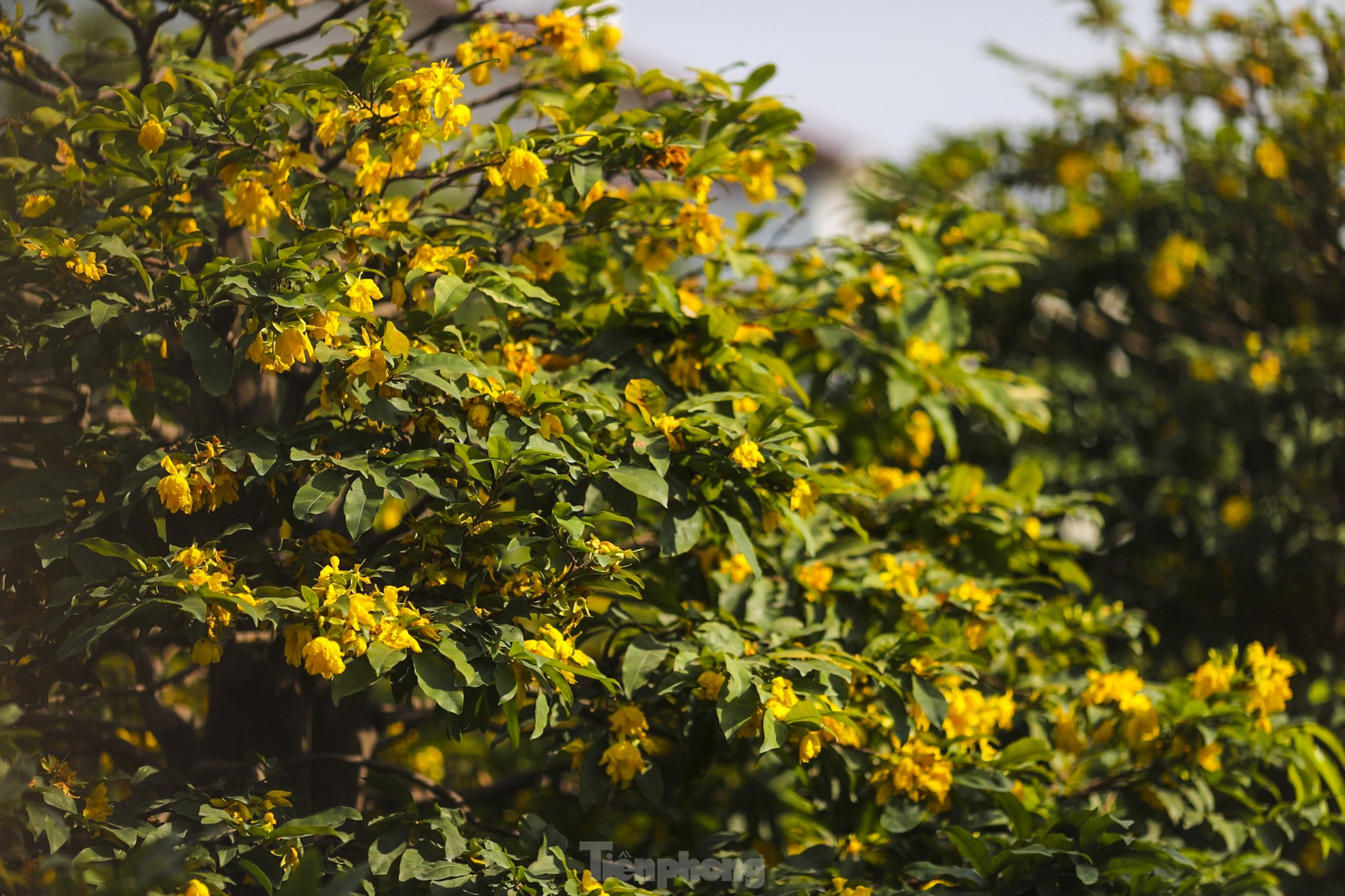 Mai vàng bung nụ sớm, nhiều nhà vườn ở TPHCM lo mất Tết - Ảnh 1