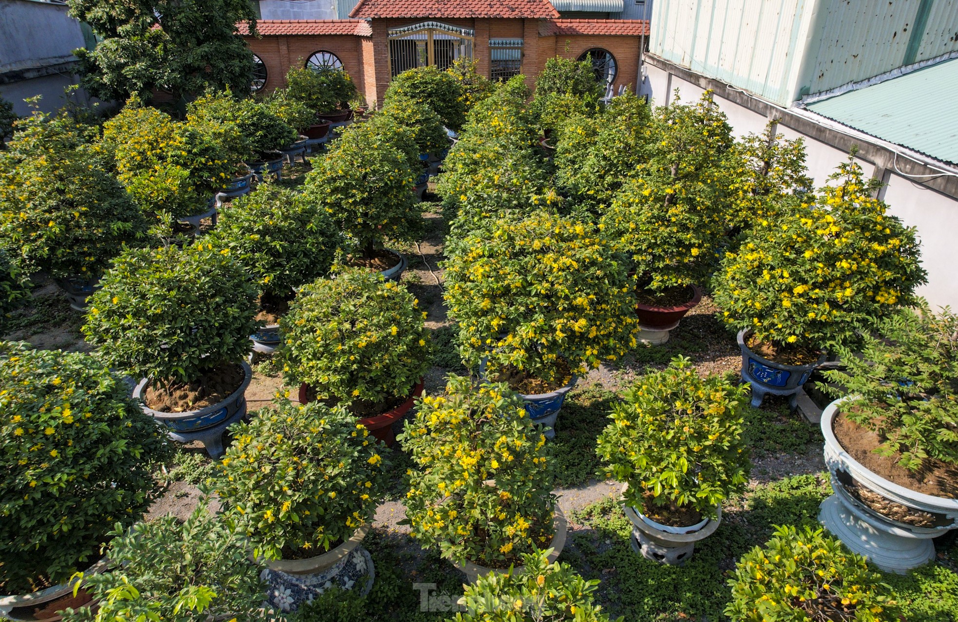 Mai vàng bung nụ sớm, nhiều nhà vườn ở TPHCM lo mất Tết - Ảnh 6