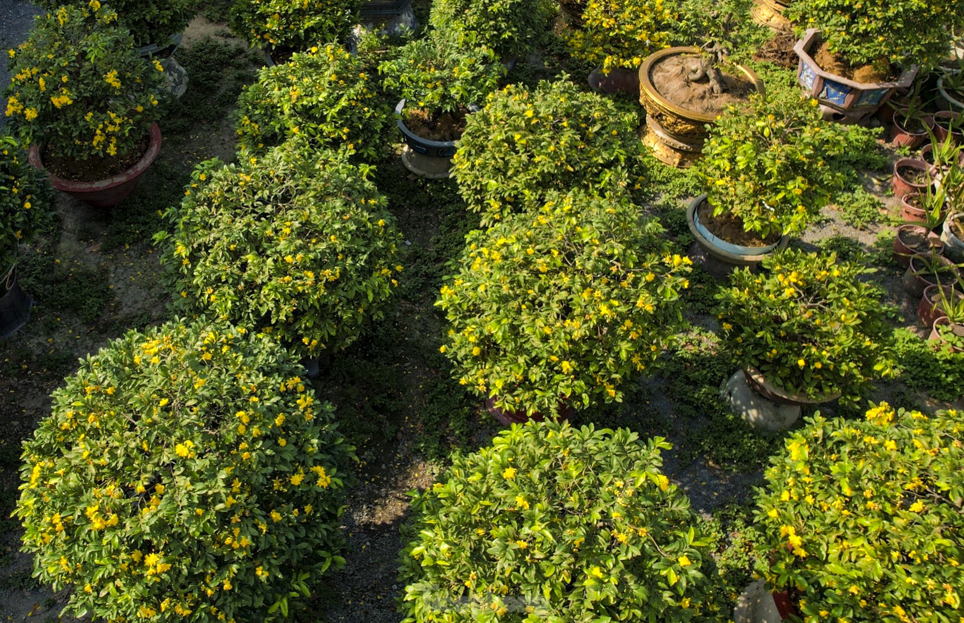 Mai vàng bung nụ sớm, nhiều nhà vườn ở TPHCM lo mất Tết - Ảnh 5