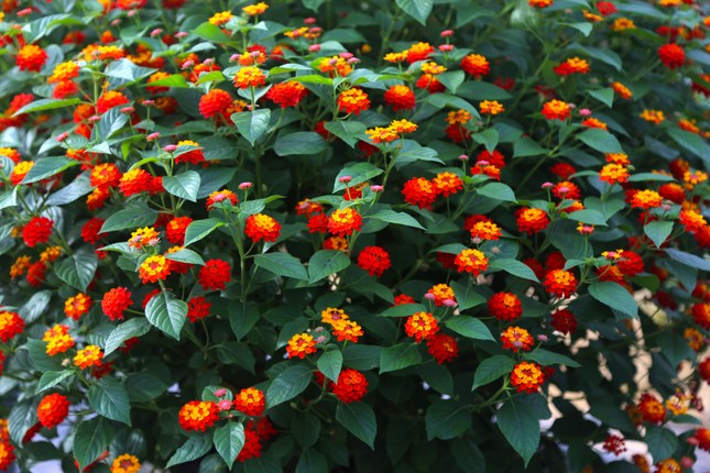 Loài hoa dại lên đời thành bonsai ngũ sắc tiền triệu hút khách dịp Tết - Ảnh 10