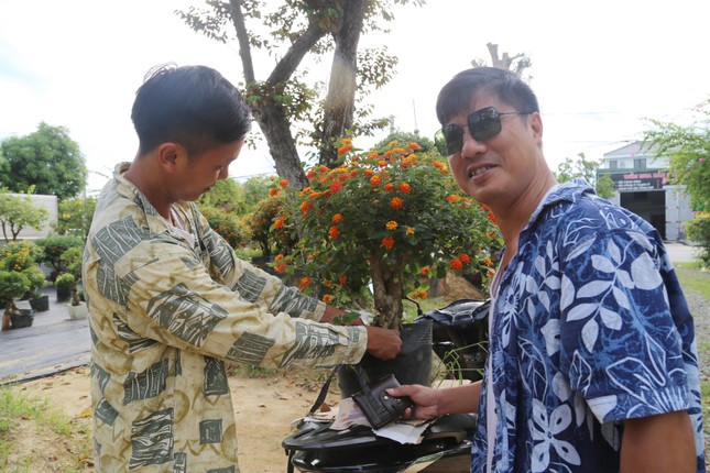 Loài hoa dại lên đời thành bonsai ngũ sắc tiền triệu hút khách dịp Tết - Ảnh 12