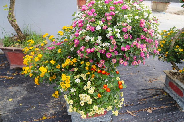 Loài hoa dại lên đời thành bonsai ngũ sắc tiền triệu hút khách dịp Tết - Ảnh 7