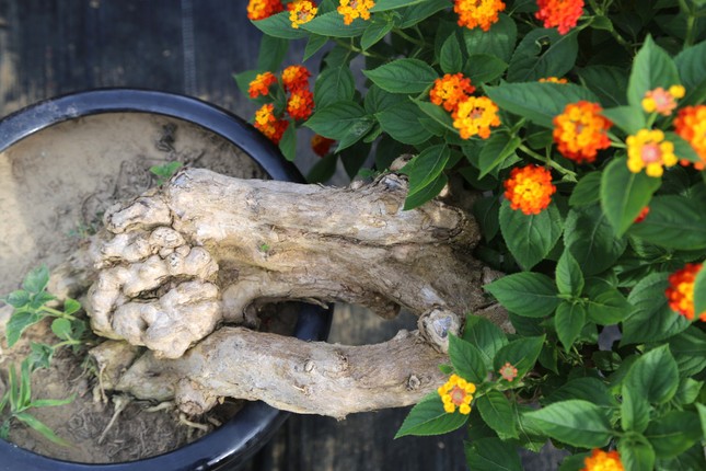 Loài hoa dại lên đời thành bonsai ngũ sắc tiền triệu hút khách dịp Tết - Ảnh 4