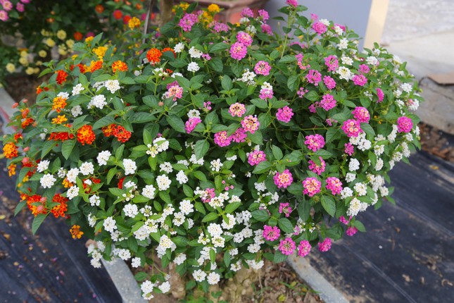 Loài hoa dại lên đời thành bonsai ngũ sắc tiền triệu hút khách dịp Tết - Ảnh 8