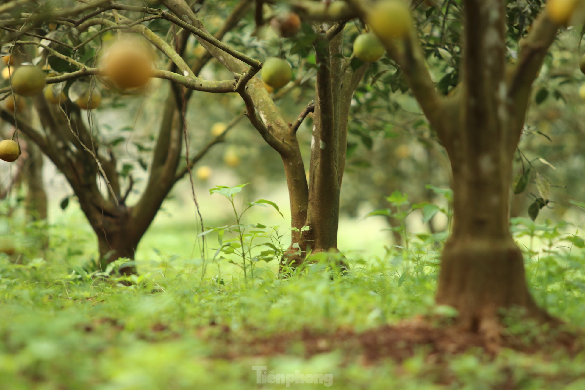 Nông dân bỏ ra hàng trăm triệu 'mắc màn' cho cam - Ảnh 3