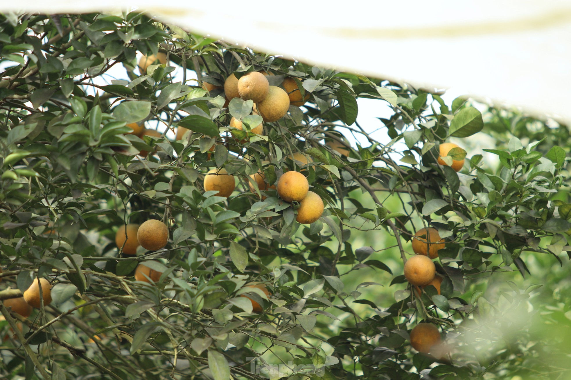 Nông dân bỏ ra hàng trăm triệu 'mắc màn' cho cam - Ảnh 7