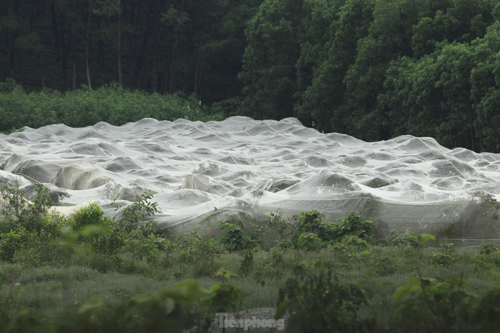 Nông dân bỏ ra hàng trăm triệu 'mắc màn' cho cam - Ảnh 1