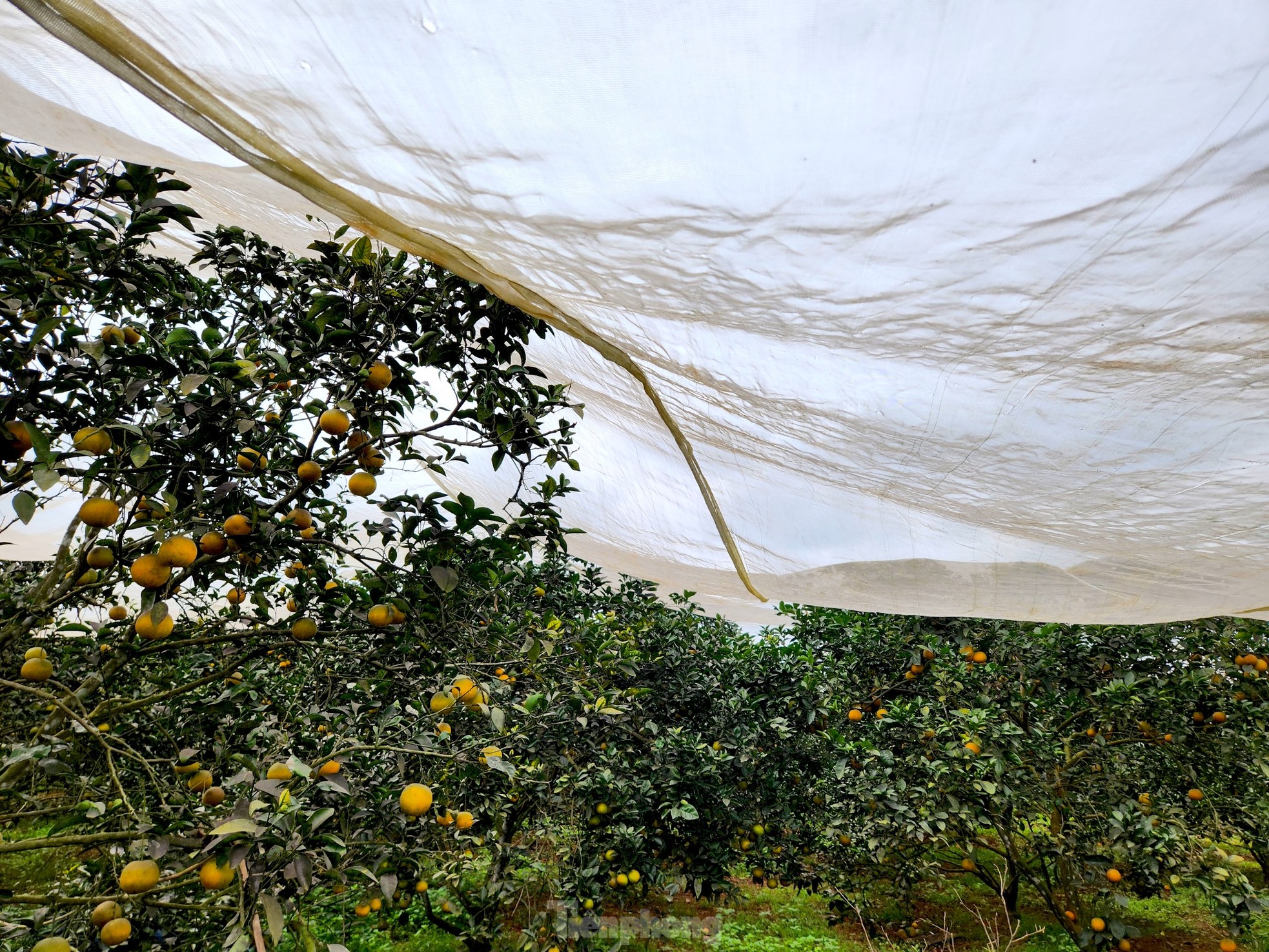 Nông dân bỏ ra hàng trăm triệu 'mắc màn' cho cam - Ảnh 6