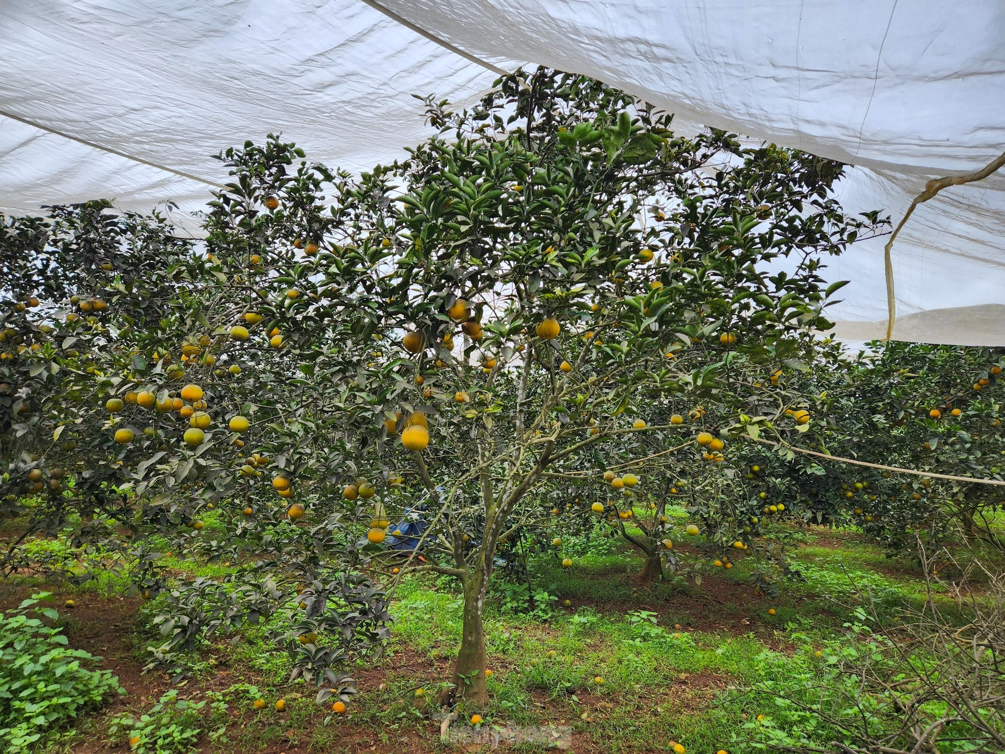 Nông dân bỏ ra hàng trăm triệu 'mắc màn' cho cam - Ảnh 9
