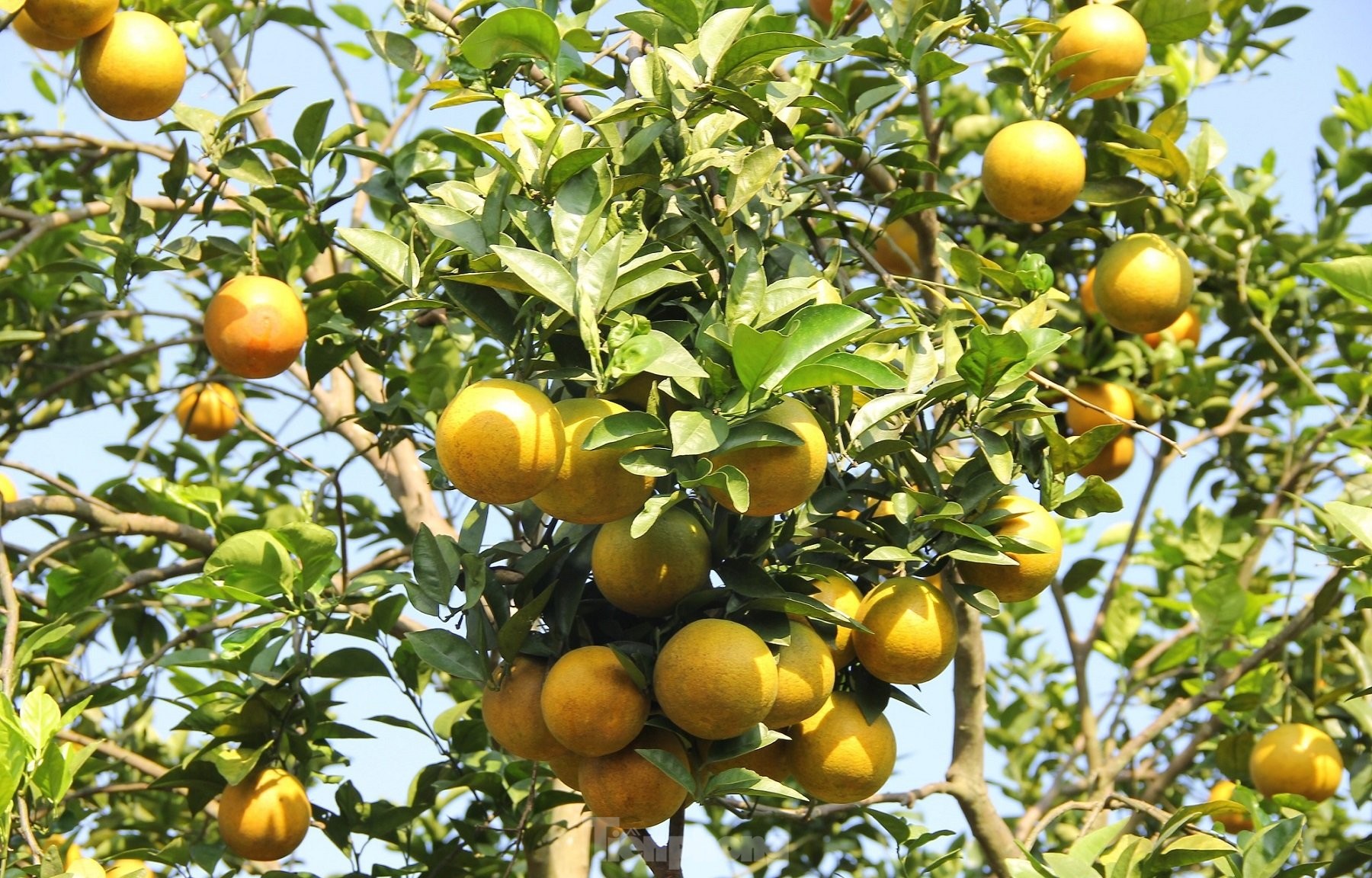 Nông dân bỏ ra hàng trăm triệu 'mắc màn' cho cam - Ảnh 19