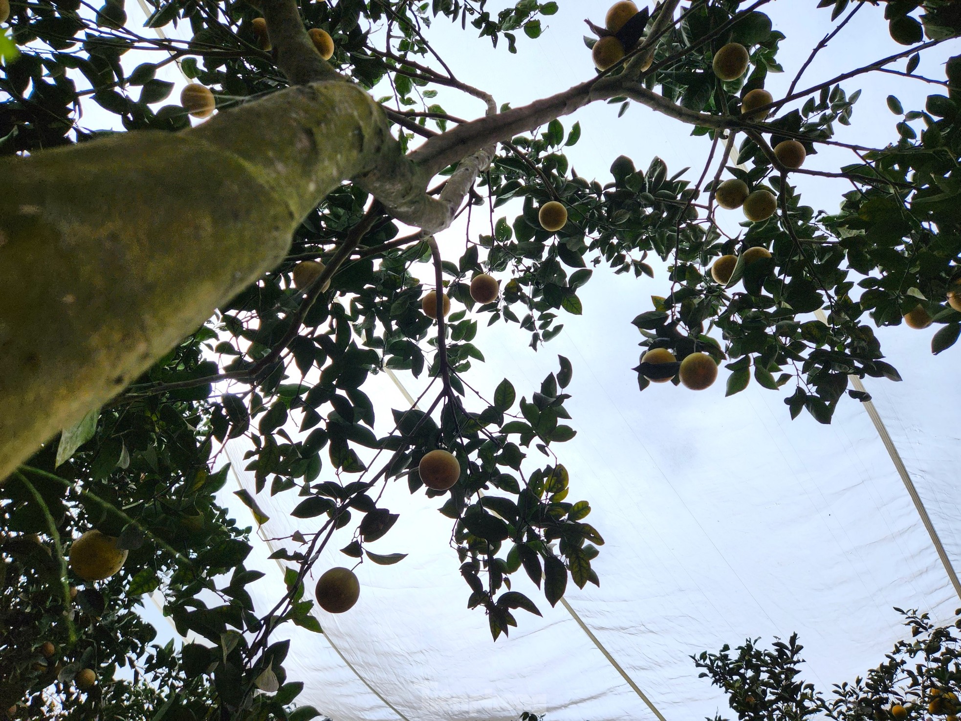 Nông dân bỏ ra hàng trăm triệu 'mắc màn' cho cam - Ảnh 8